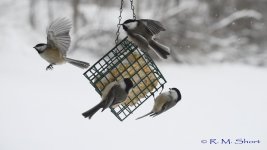 Chickadee clip frames 56.jpg