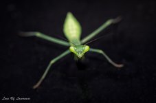 Mantis.jpg