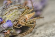 15A_8209_webshot.jpg