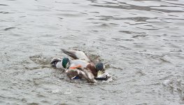DSC_0824.jpg