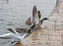 DSC_0830.jpg