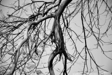 FSC_1238a.jpg
