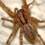 Spider3.jpg