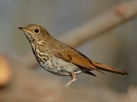 HermitThrush.jpg