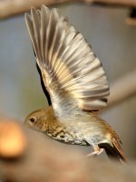 HermitThrush3.jpg