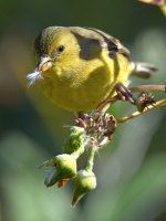 Finch2.jpg