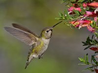 Hummer5.jpg