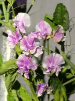 Sweetpeas.jpg