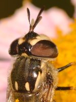 FalseBee2.jpg