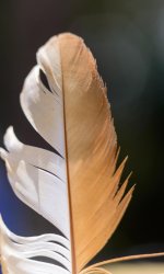 feather.jpg