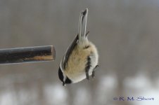 DSC_2896.jpg