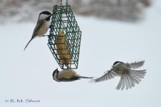 DSC_2990.jpg