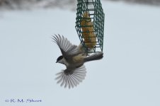 DSC_2998.jpg