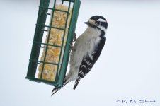 Downy Woodpecker 012915 16.jpg