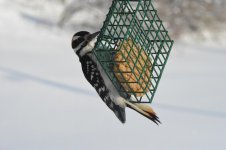Hairy Woodpecker.jpg