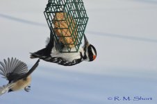 DSC_3078.jpg