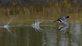 _DSC8076-1.jpg