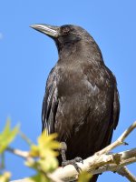 Crow2.jpg