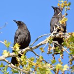 Crow5.jpg