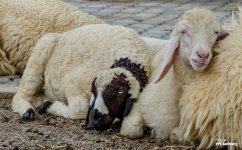 swiss-sheep-farm-hua-hin-6.jpg