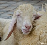 swiss-sheep-farm-hua-hin-7.jpg