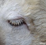swiss-sheep-farm-hua-hin-11.jpg