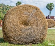 swiss-sheep-farm-hua-hin-13.jpg