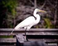 DSC_8024.jpg