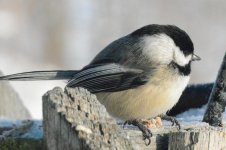 Black-capped Chickadee 021115 02.jpg