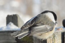 Black-capped Chickadee 021115 03.jpg