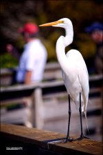DSC_8026.jpg