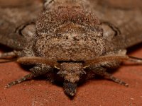 Moth4.jpg