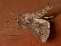 Moth.jpg
