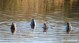 DSC_2665.jpg