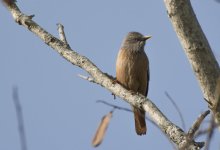 kv_bird_2.jpg