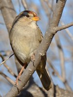 Sparrow2.jpg