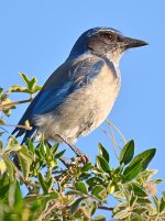 Bluejay2.jpg