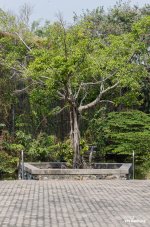 pond-ype-1.jpg