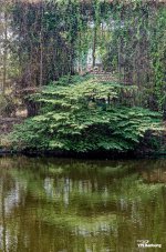 pond-ype-2.jpg