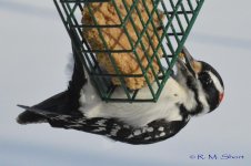Hairy Woodpecker 021115 05.jpg