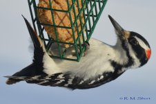 Hairy Woodpecker 021115 07.jpg