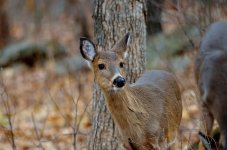 DSC_0868.jpg