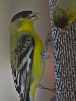 Finch3.jpg