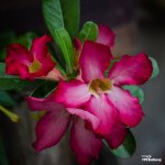 flower-ype-3.jpg