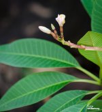 flower-ype-7.jpg