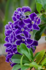 flower-ype-8.jpg