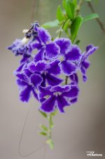 flower-ype-9.jpg