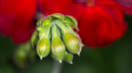 _8004846-SML.jpg