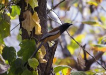 DSC_5564.jpg