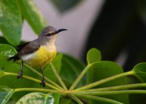 DSC_5685.jpg
